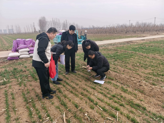新泰西张庄镇：科技赋能春管忙 绘就来年好“丰”光