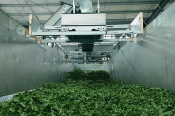 立足黄金产茶带巧做抹茶大文章宜宾国企解锁三产融合新范式(图2)
