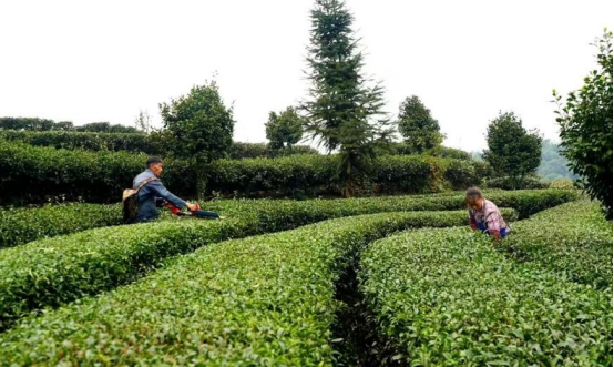 立足黄金产茶带巧做抹茶大文章宜宾国企解锁三产融合新范式(图1)